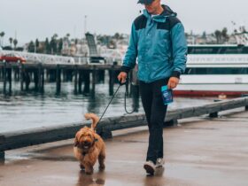 Can CBD help your Dog?