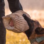 Techniques for Conditioning an Aggressive Dog